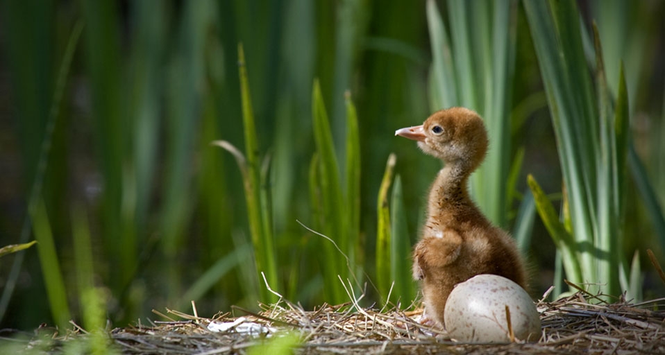 Young common crane (Grus grus) in nest, Mecklenburg-Western Pomerania ,Germany -- Franz Christoph Robil/age fotostock &copy; (Bing Canada)