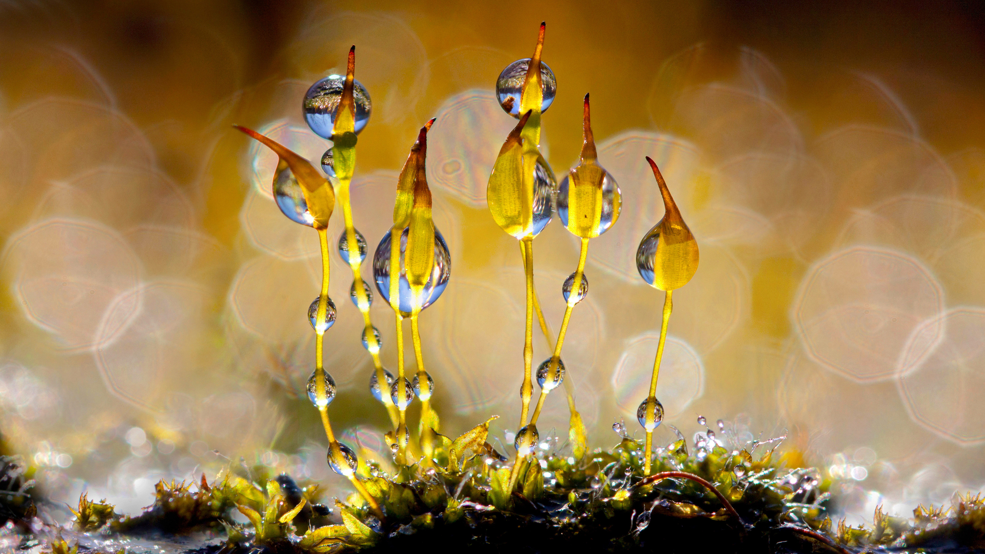 带着闪闪发光水滴的泛生墙藓, 荷兰 (© Arjan Troost/Minden Pictures)(Bing China)
