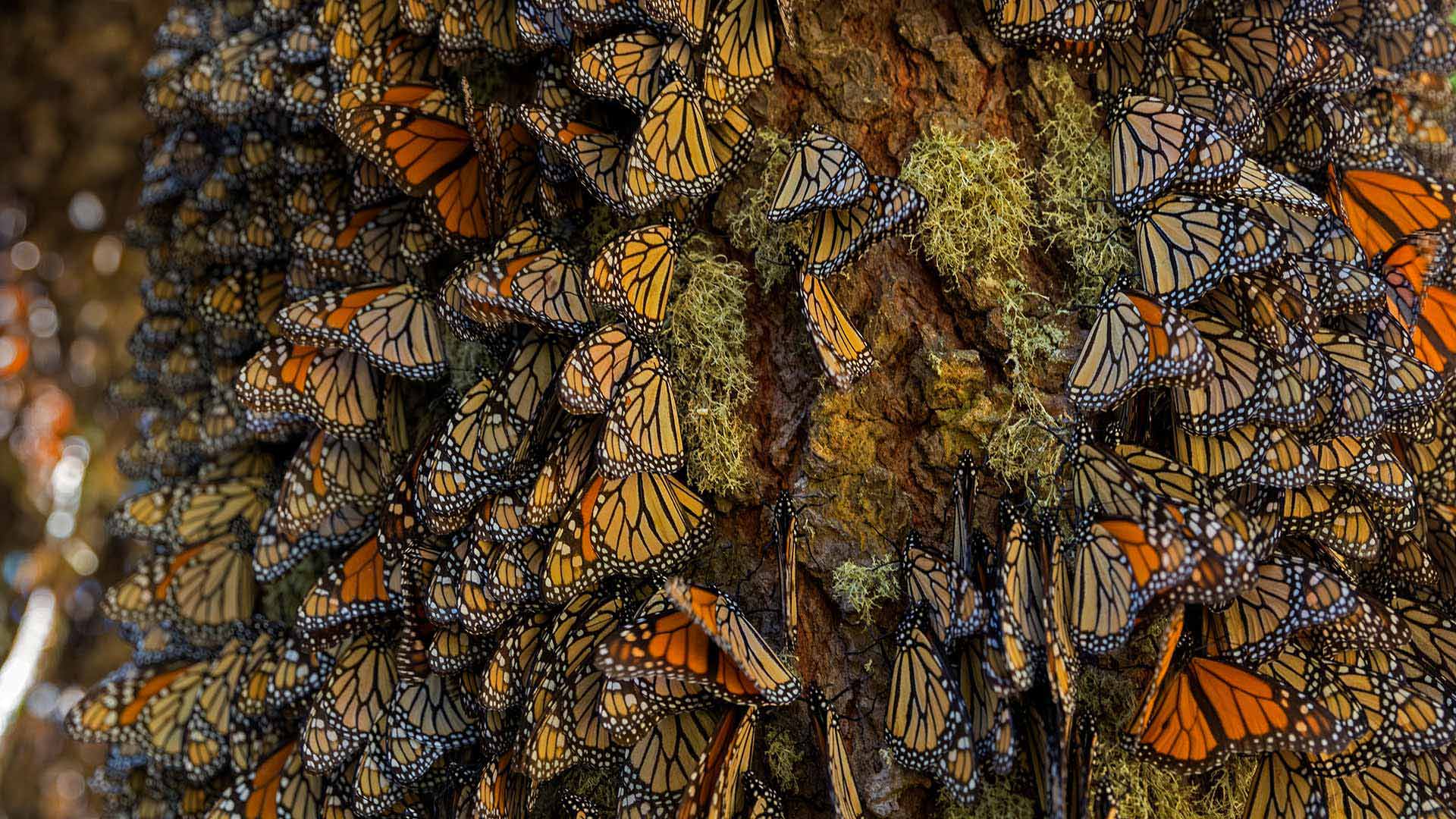在米却肯州越冬的帝王蝶，墨西哥 (© Sylvain Cordier/Getty Images)(Bing China)