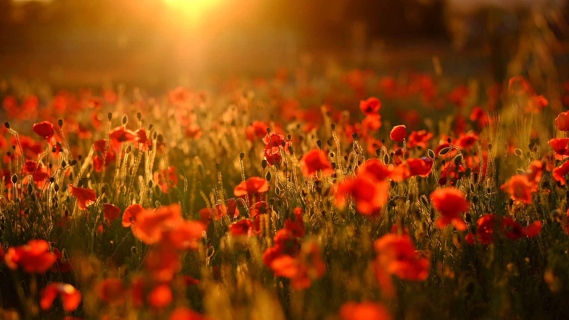 A field bursting with red poppies, Trowbridge, Wiltshire (© Tim Green/Moment/Getty Images)(Bing United Kingdom)