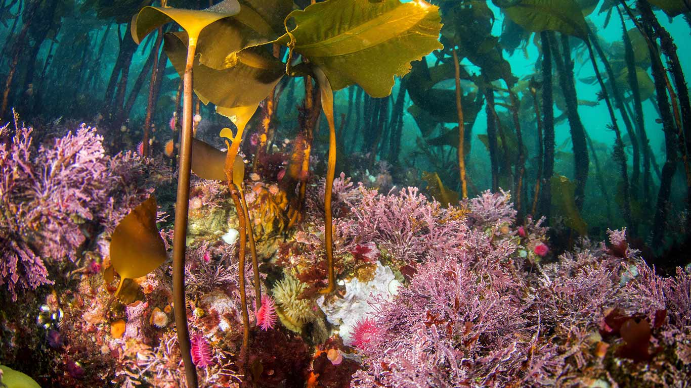 Colourful Brooding Anemones and Coralline Algae adorne the rocks below and abundant kelp forest at Hunt Rock. Near Browning Passage, British Columbia (© Eiko Jones/Corbis)(Bing Canada)