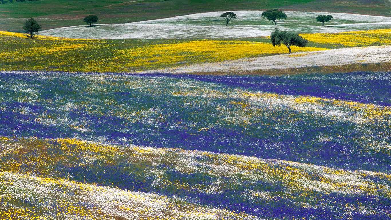 Frühlingsblumen im Alentejo, Portugal (© Luis Quinta/Minden Pictures)(Bing Deutschland)