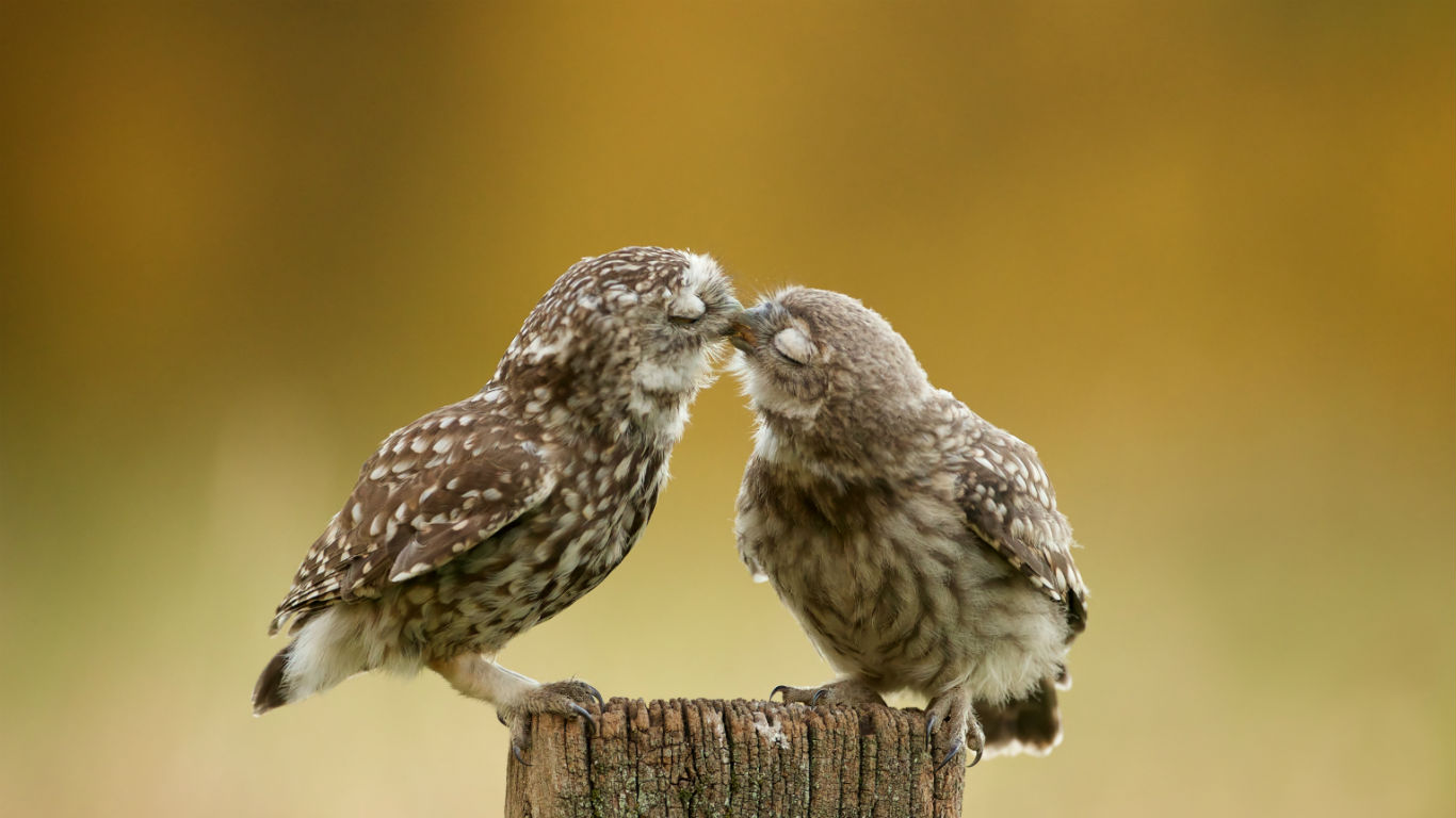 穴居猫头鹰幼崽 (© Mark Bridger/Shutterstock/Offset)(Bing China)