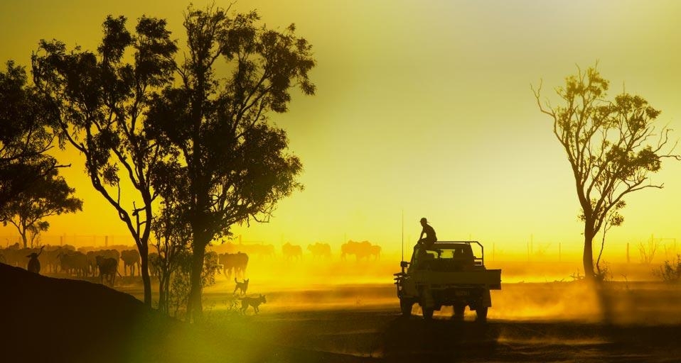 Silhouetted cattle muster at sunset, Armraynald Station.  Gulf Savannah, Queensland, Australia (© Johnny Haglund/Lonely Planet Images) &copy; (Bing Australia)
