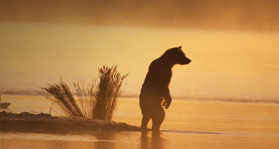Adult brown bear in the fog at Lake Katmai National Park in Southwest Alaska -- Alaska Stock Images/age fotostock &copy; (Bing Canada)