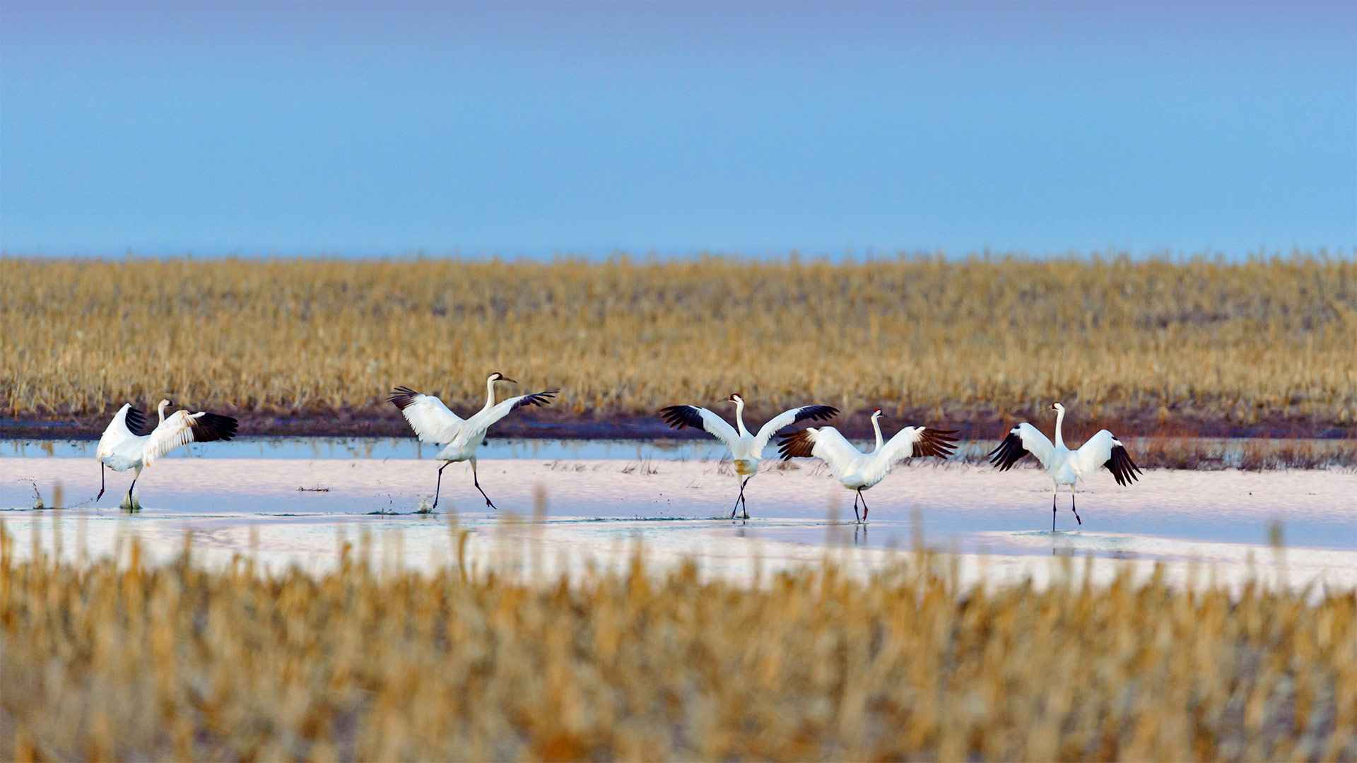 春季迁徙时正准备起飞的美洲鹤，南达科他州 (© Gerrit Vyn/Minden Pictures)(Bing China)