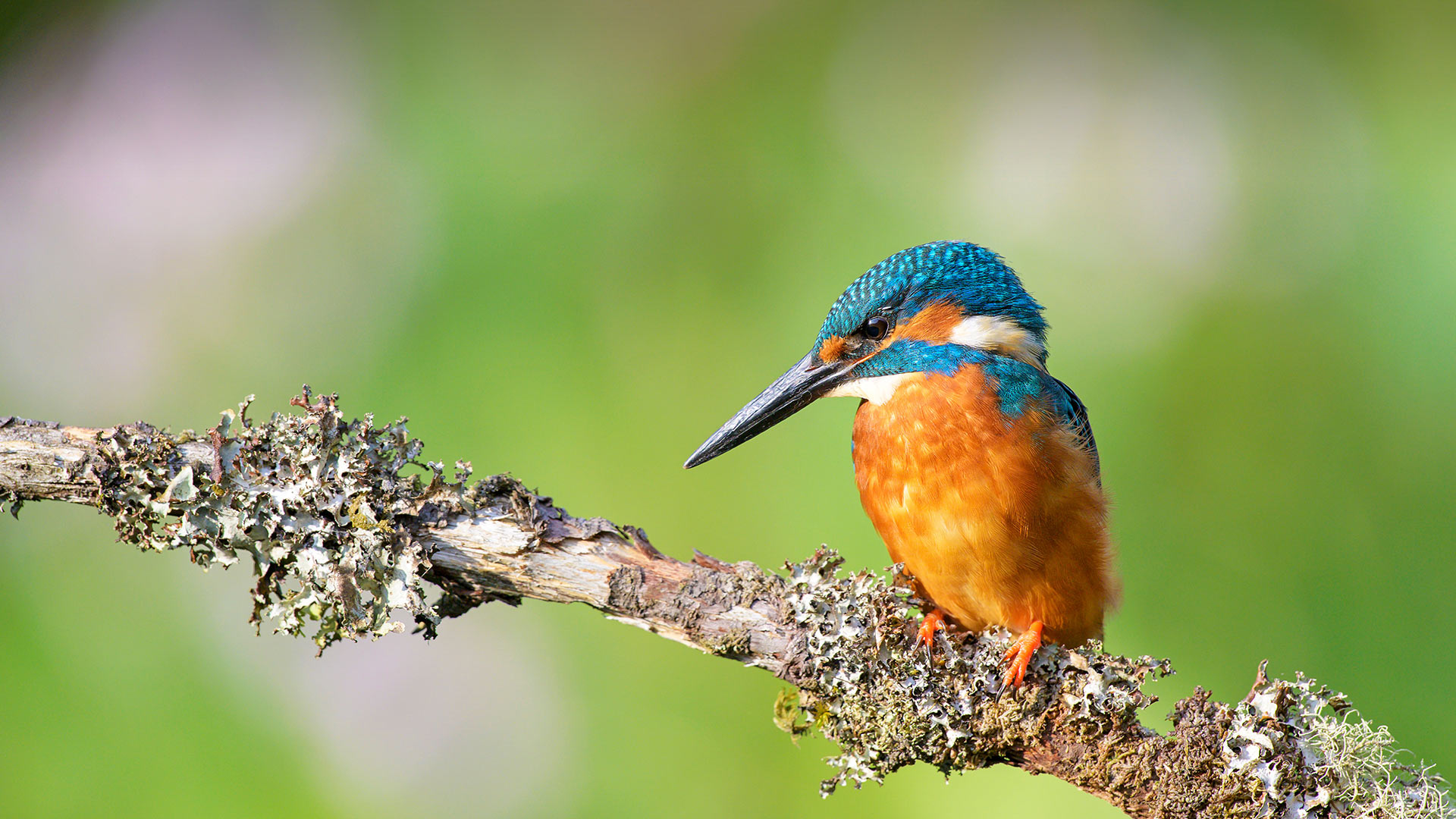 Kingfisher (Alcedo atthis) near Wychbold, Worcestershire (© David Pike/Minden Pictures)(Bing United Kingdom)