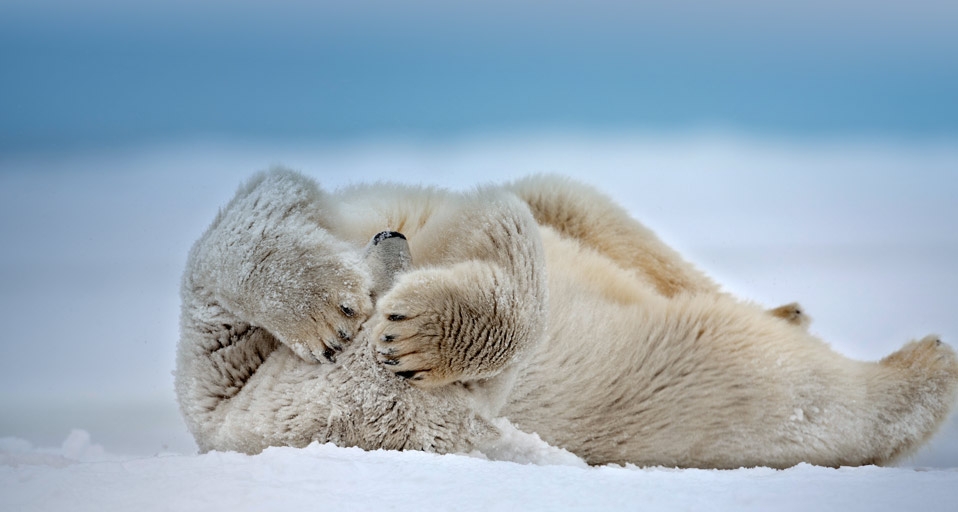 北极熊在冰冻的波弗特海上滚动 (© Patrick J. Endres/Visuals Unlimited) &copy; (Bing China)