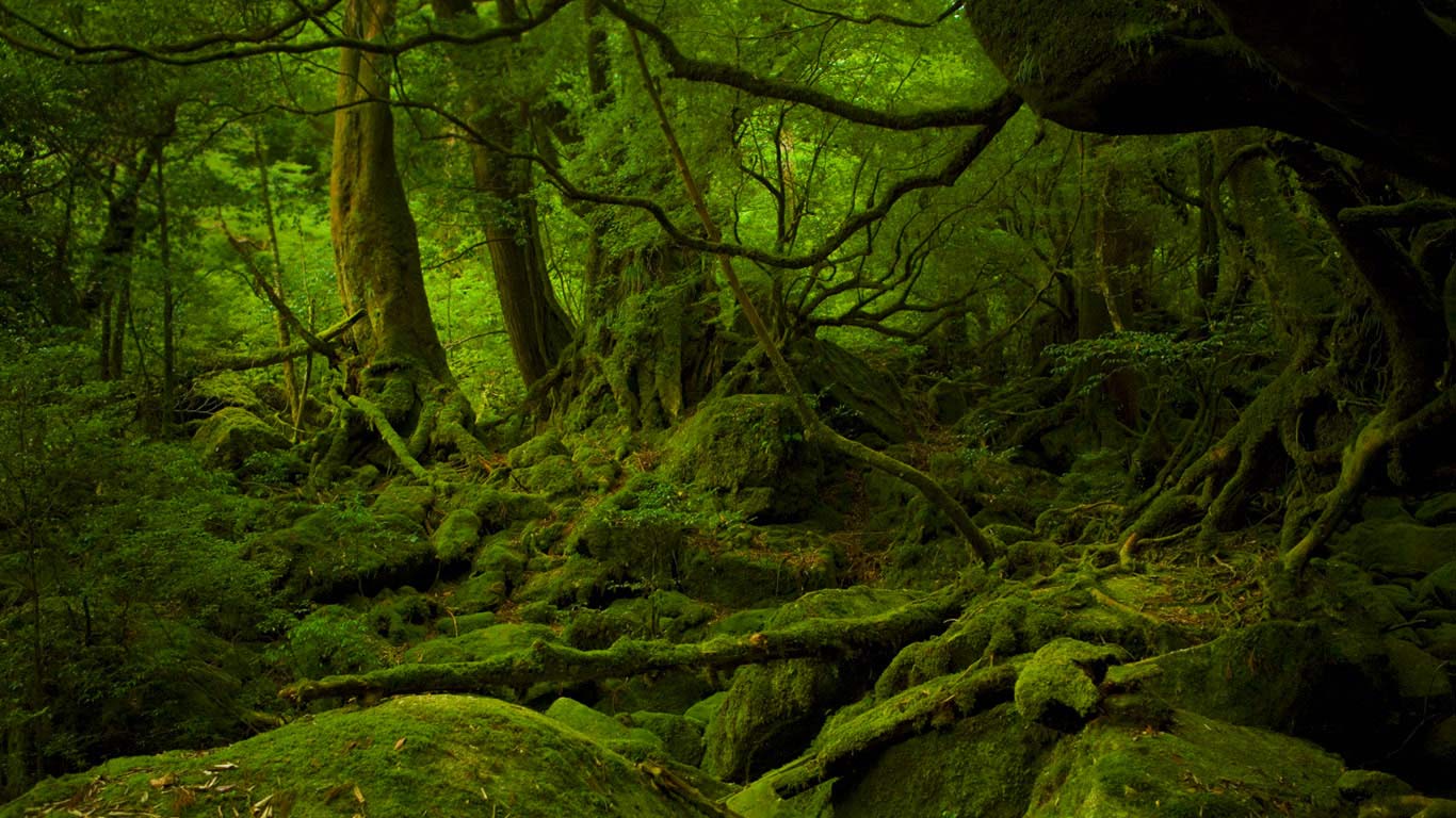 日本屋久岛，幽灵公主之森 (© Hiroyuki Nagaoka/Getty Images)(Bing China)