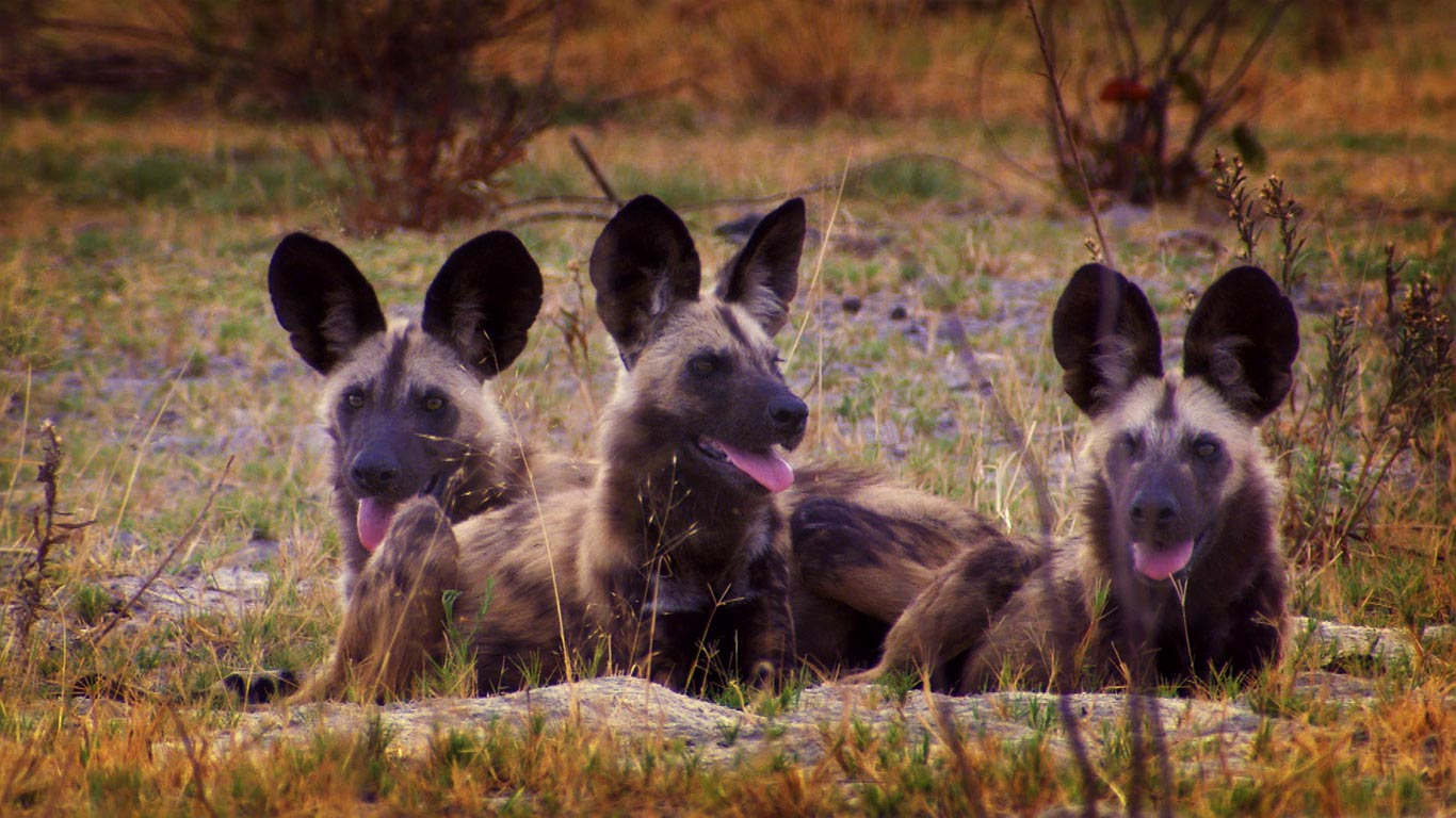 博茨瓦纳的非洲野犬 (© Getty Images)(Bing China)