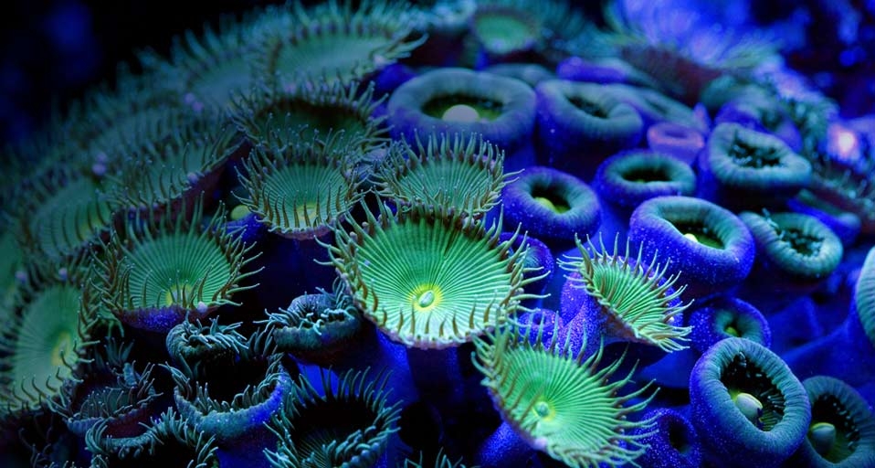 纽扣珊瑚 -- Paulo de Oliveira/Photolibrary &copy; (Bing China)