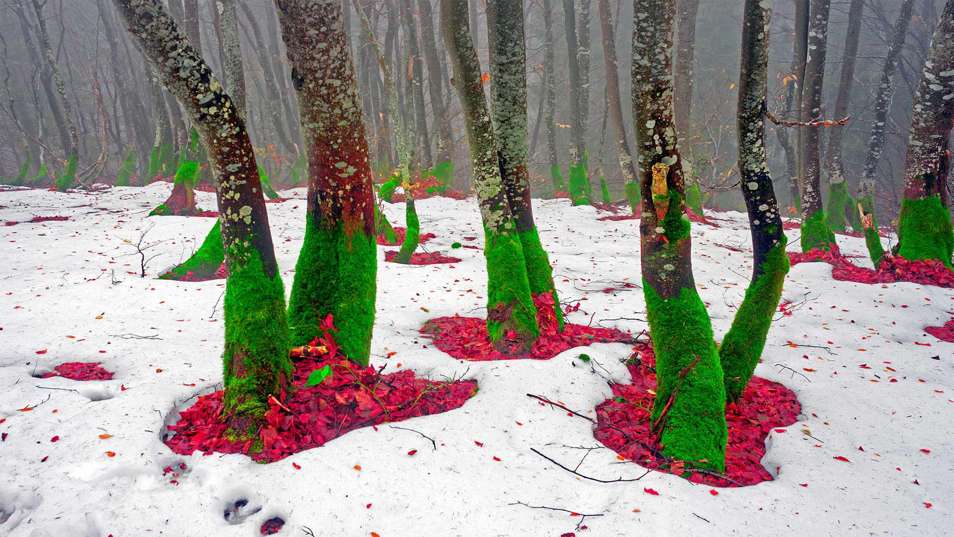 宛如圣诞精灵的树干，乌克兰喀尔巴阡山脉 (© panaramka/Getty Images)(Bing China)