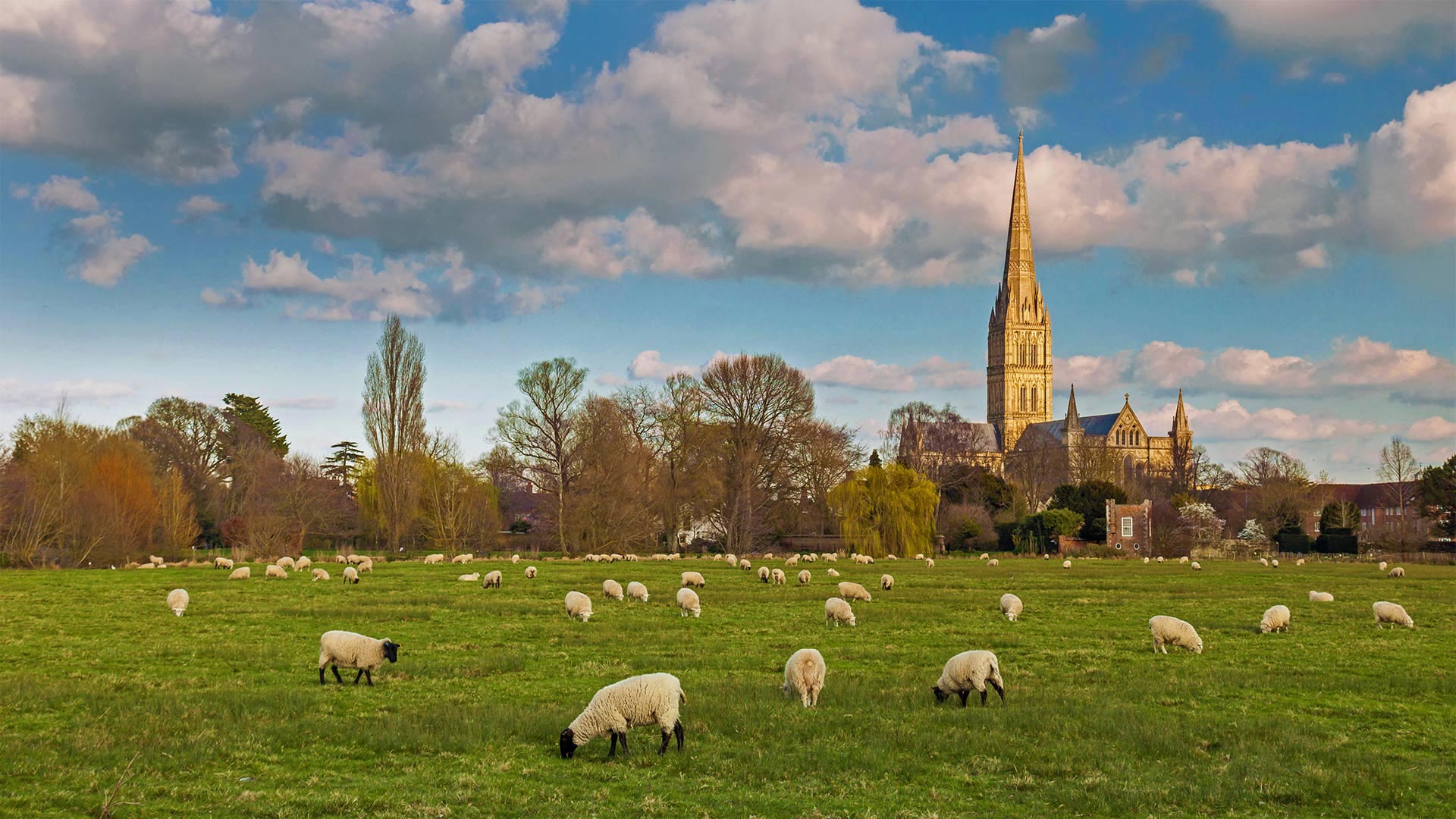 索尔茲伯里大教堂与放牧的羊群，英格兰 (© Slawek Staszczuk Photo/Alamy)(Bing China)