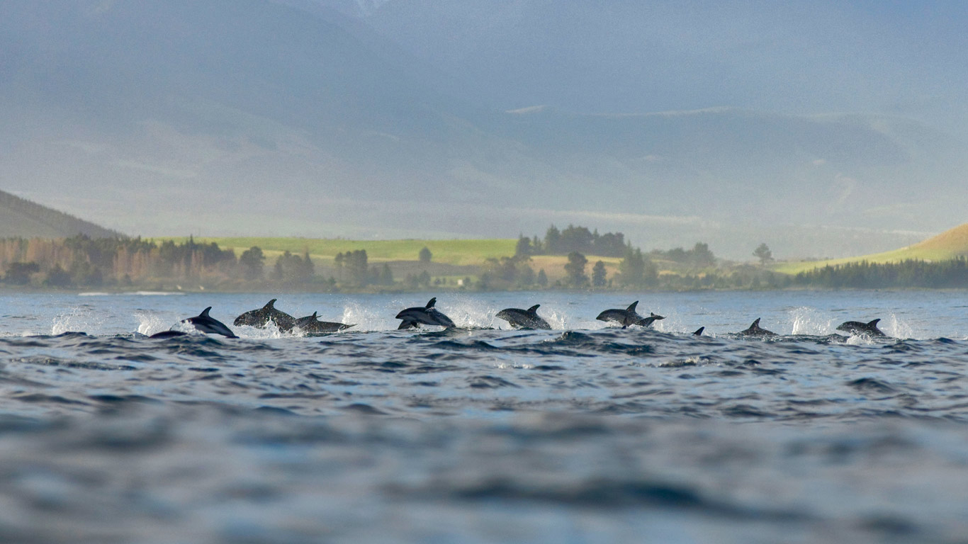 凯库拉小镇的一群暗色斑纹海豚，新西兰 (© Terry Whittaker/Alamy)(Bing China)