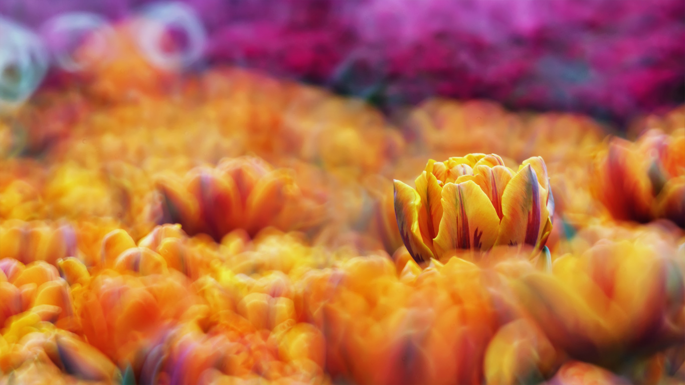 花海 (© Mendowong Photography/Moment Open/Getty Images)(Bing China)