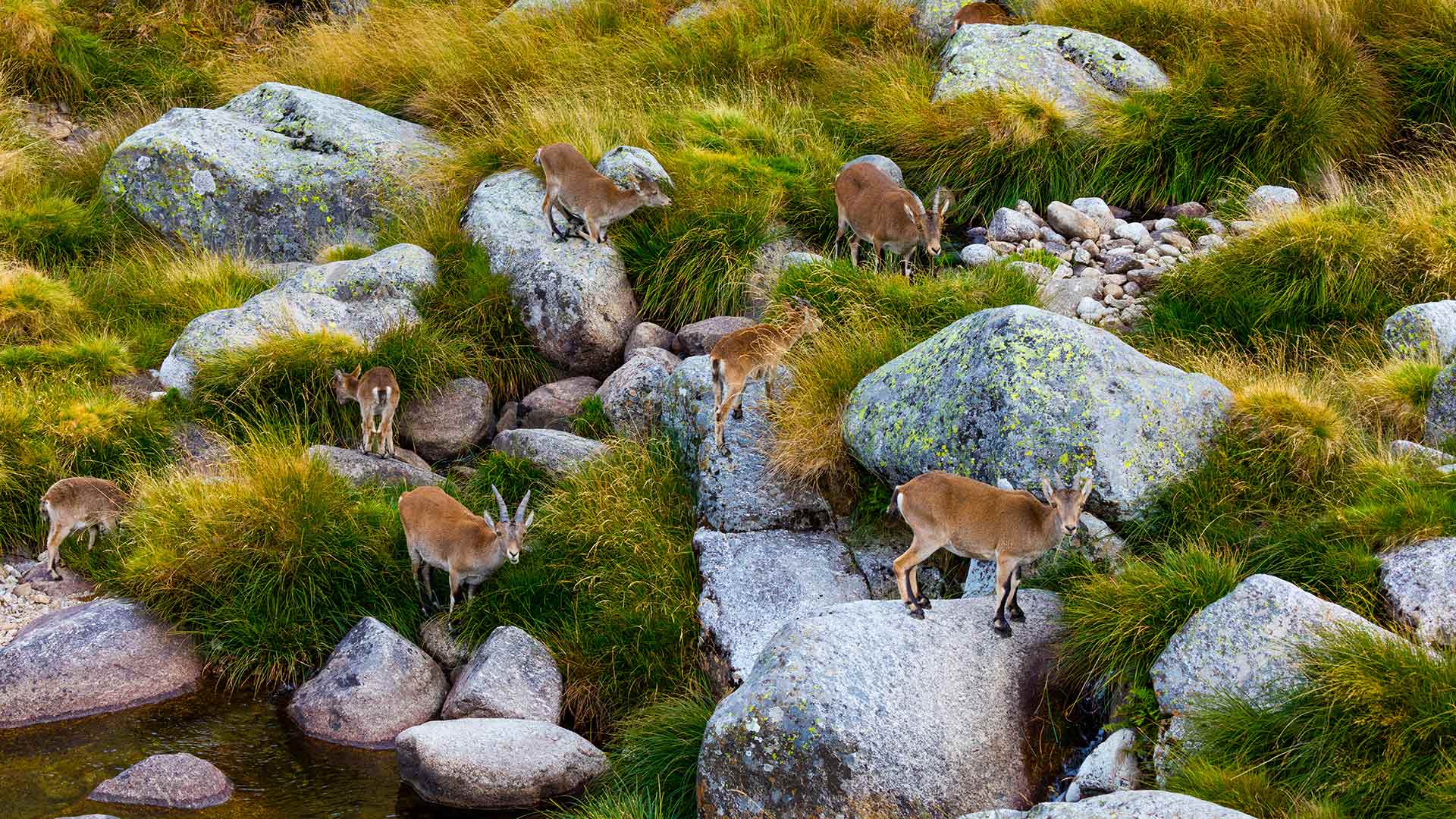Iberian ibex herd, Sierra de Gredos, Ávila, Castile and León, Spain (© Juan Carlos Munoz/Minden Pictures)(Bing New Zealand)