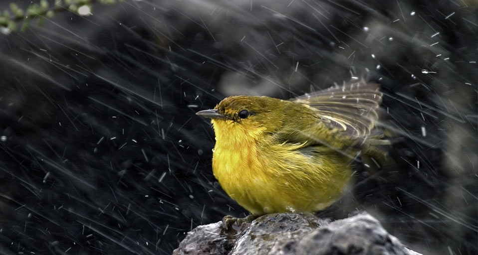 黄林莺 (© Sodapix/Photolibrary) &copy; (Bing China)