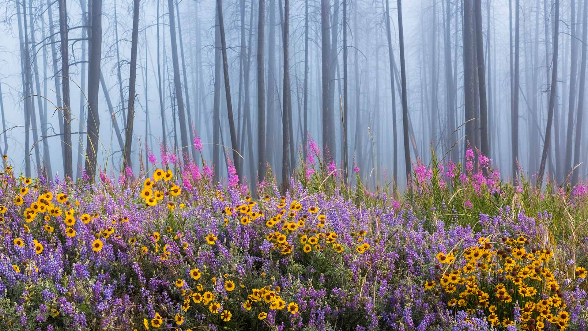 火灾烧毁大部分森林后，野花遍地的凯尔特河野营地 (© Debra Brash/plainpicture)(Bing China)