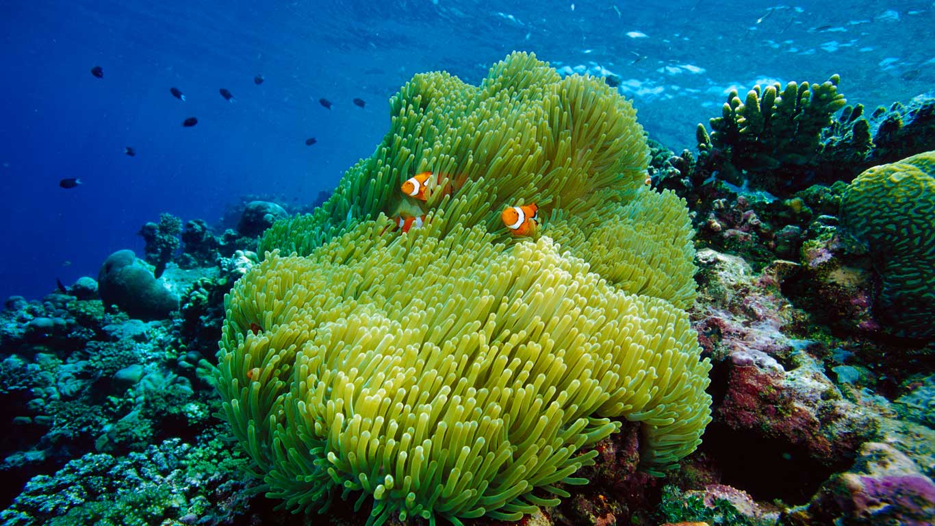 Magnificent sea anemone host with blackfinned clownfish (© Chris Newbert/Minden Pictures)(Bing Canada)