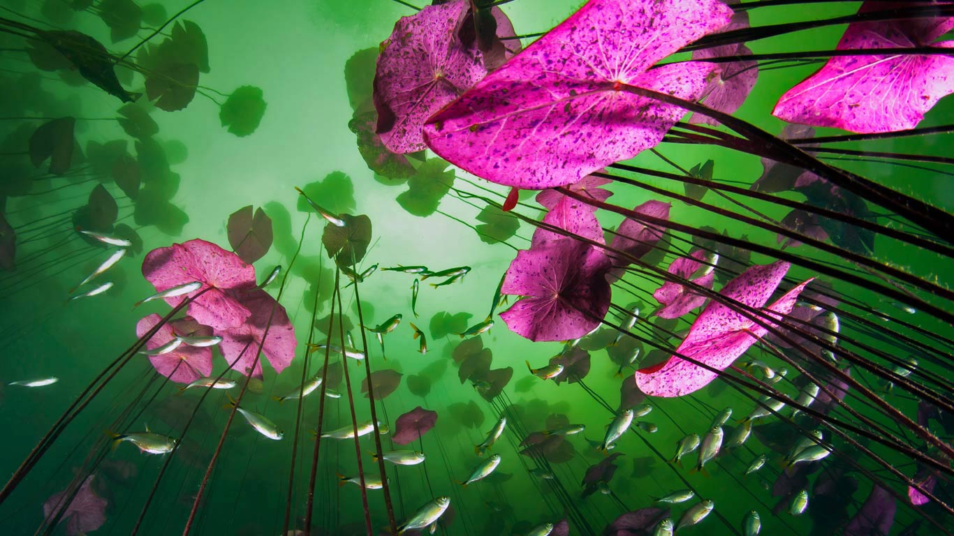图卢姆附近的Aktun Ha 水井的水底视角，金塔纳罗奥，墨西哥 (© Christian Vizl/Tandem Stills + Motion)(Bing China)