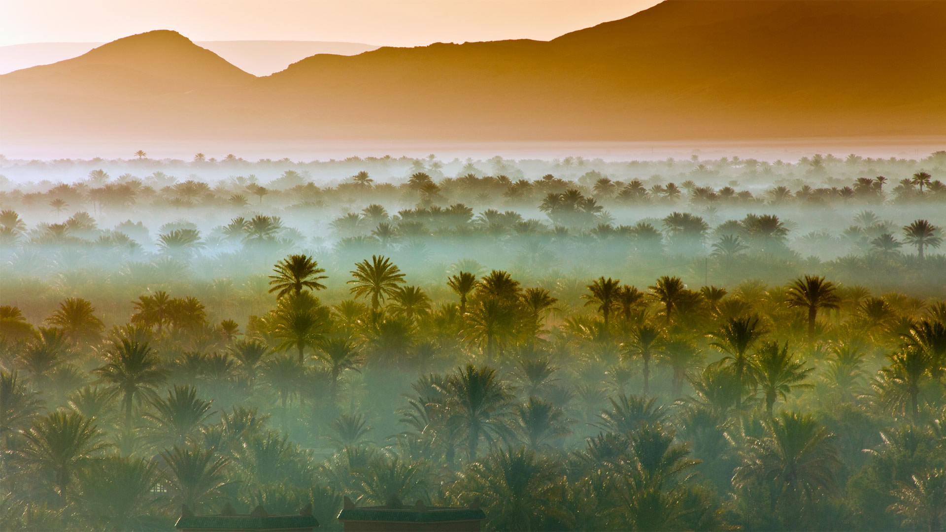 摩洛哥扎戈拉附近的椰枣树林 (© Frans Lemmens/Getty Images)(Bing China)