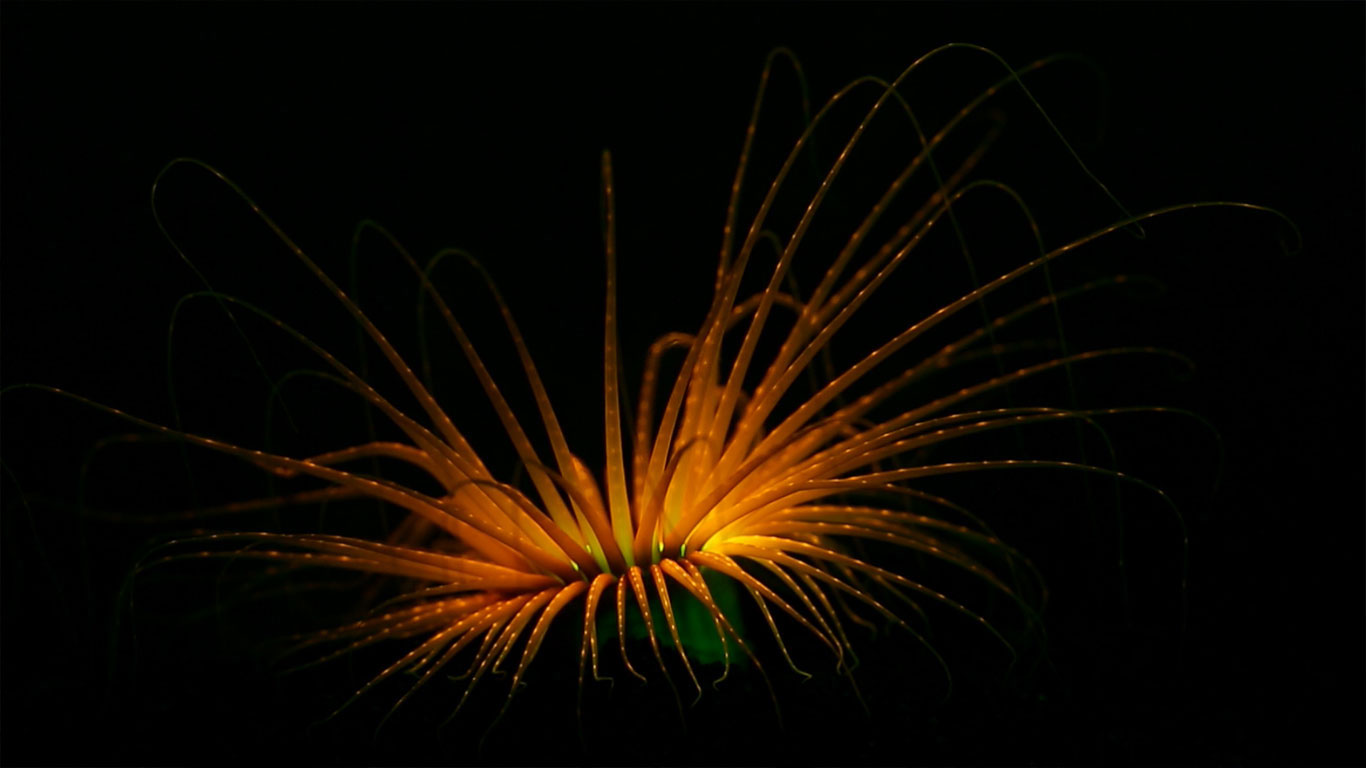 管海葵之缩时摄影 (© Coral Morphologic)(Bing China)