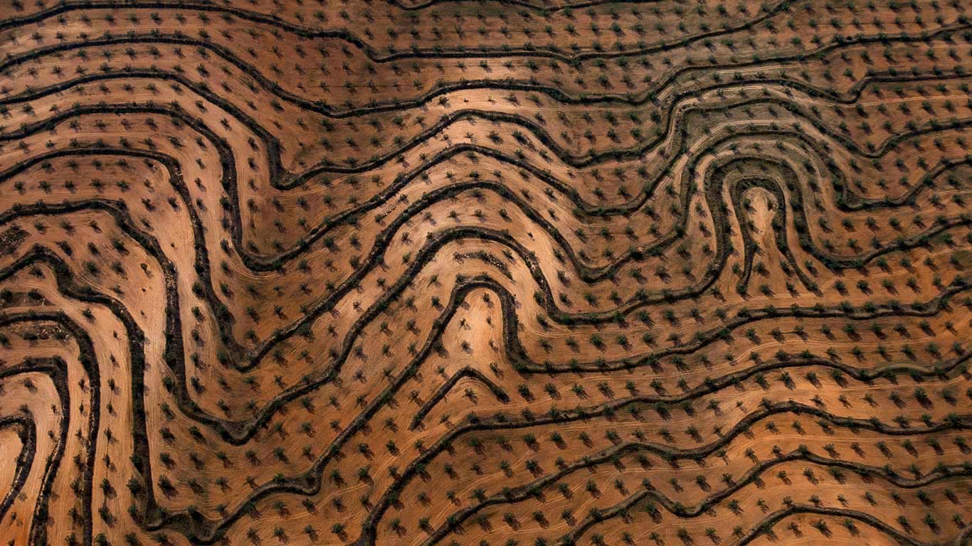新种植的橄榄园，突尼斯宰格万 (© Yann Arthus-Bertrand/Getty Images)(Bing China)