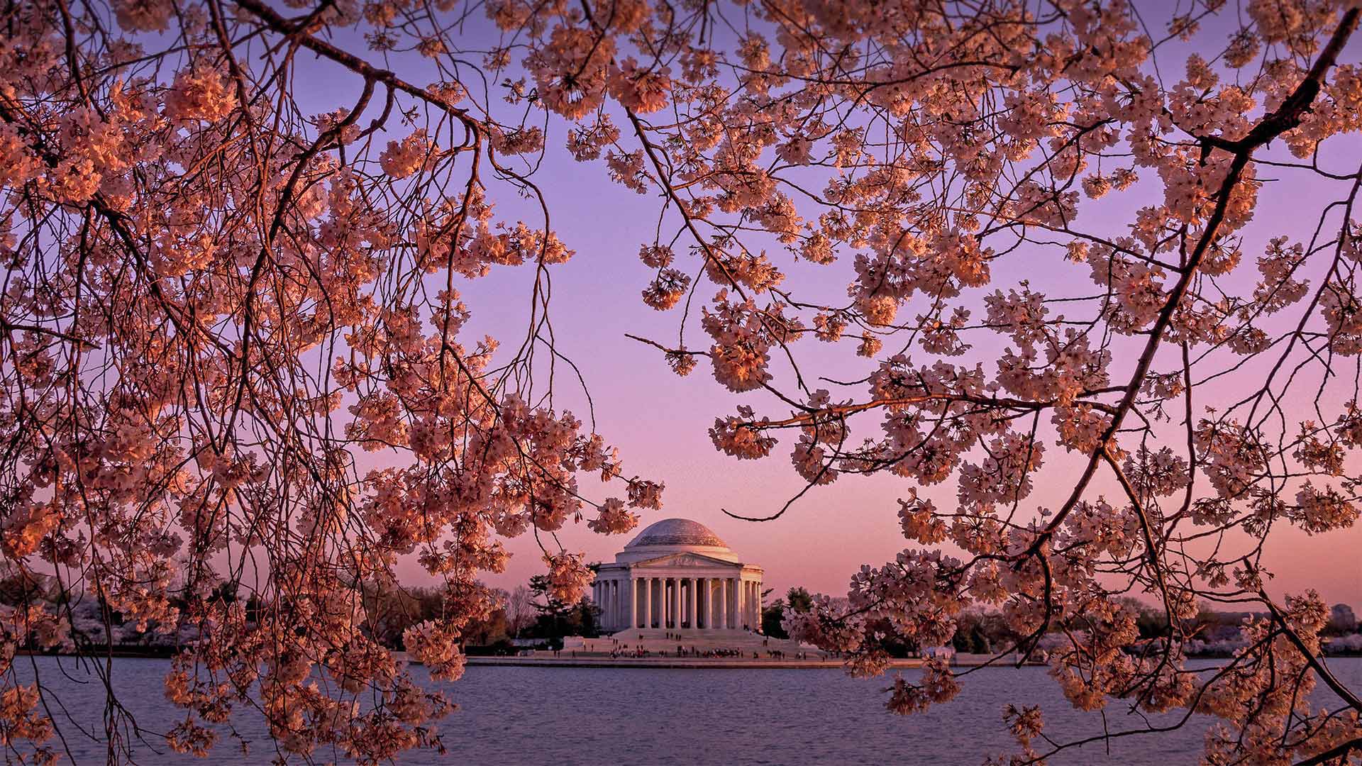 The Jefferson Memorial during the National Cherry Blossom Festival in Washington, DC (© Rae Gabrielle/Alamy)(Bing United States)