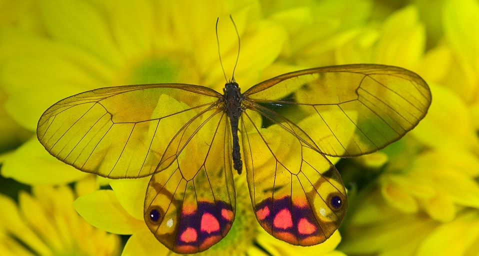 花朵上的透翅蝶 (© Darrell Gulin/DanitaDelimont) &copy; (Bing China)