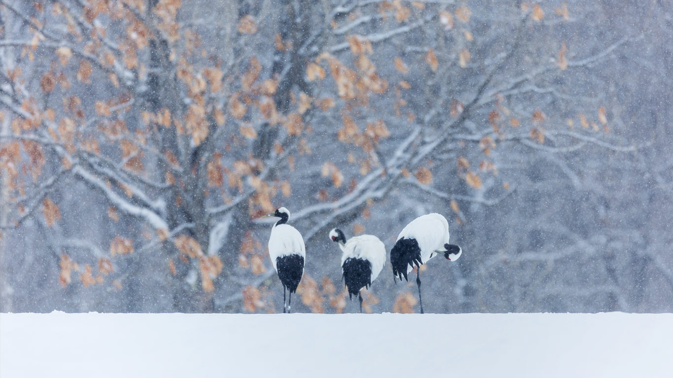行走在雪地中的丹顶鹤 (© Jeremy Woodhouse/Blend Images/Getty Images)(Bing China)