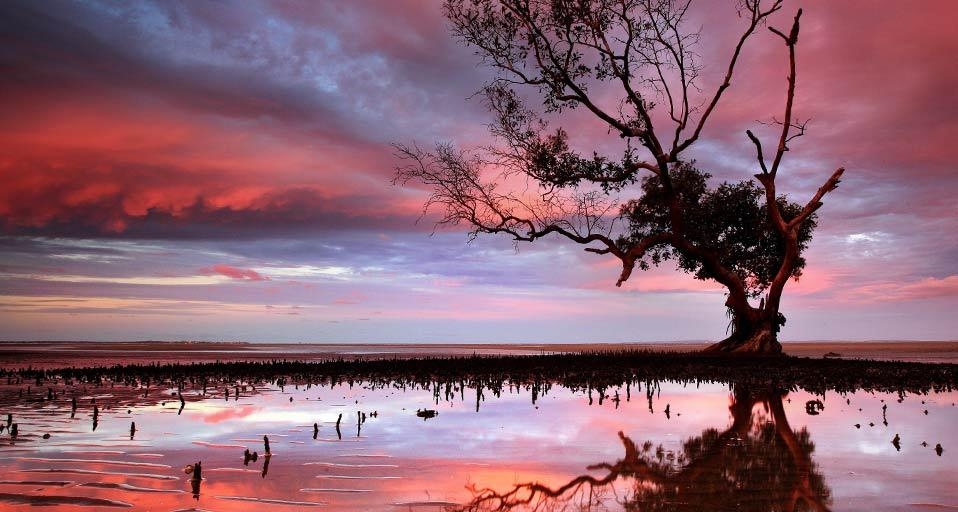 布里斯班潮汐区的红树 (© visionandimagination.com/Getty Images) &copy; (Bing China)
