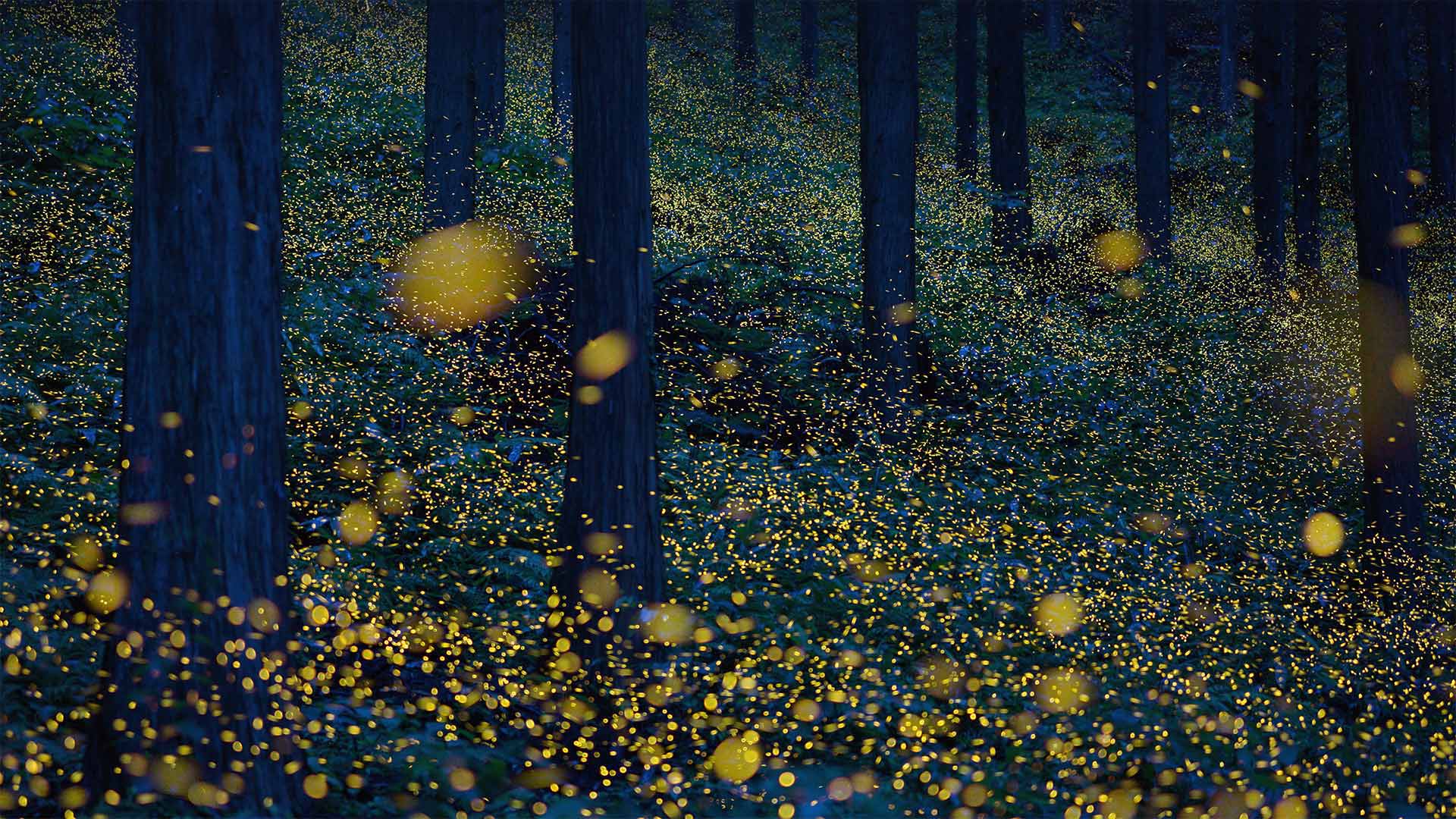 日南市的萤火虫，日本鸟取县 (© north-tail/Getty Images Plus)(Bing China)