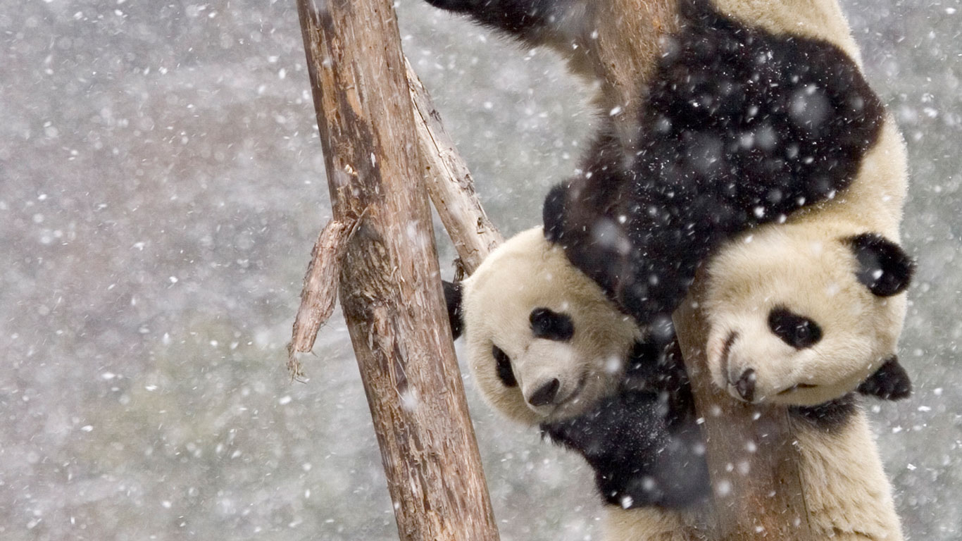 【今日大雪】暴风雪中两只在树干上攀爬的大熊猫，中国四川 (© Juan Carlos Munoz/NPL/Minden Pictures)(Bing China)