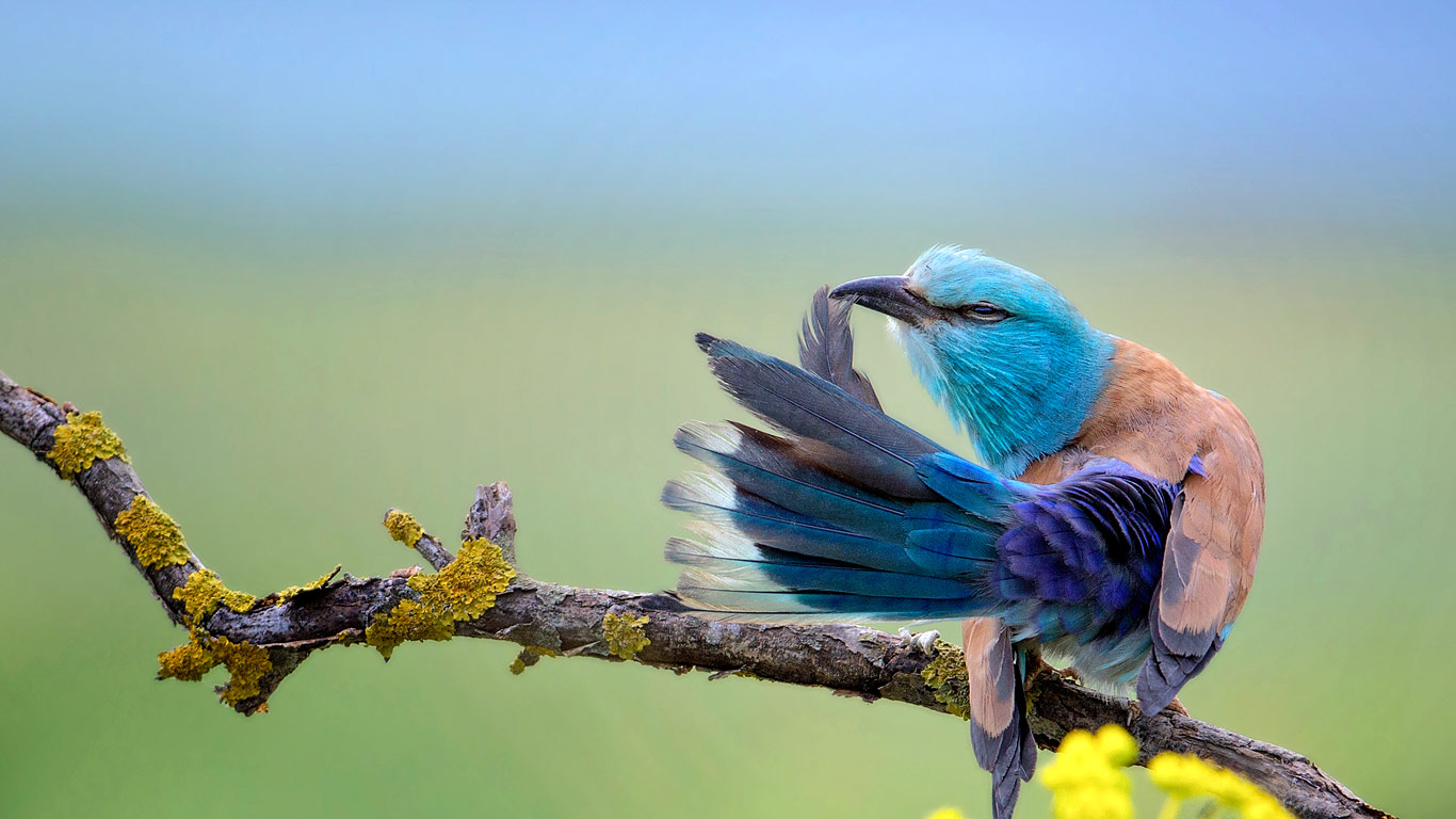 一只得意洋洋的蓝胸佛法僧，保加利亚 (© Marion Vollborn/Minden Pictures)(Bing China)
