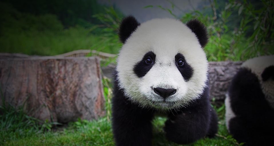 四川卧龙自然保护区的熊猫宝宝 -- Frank Lukasseck/Corbis &copy; (Bing China)