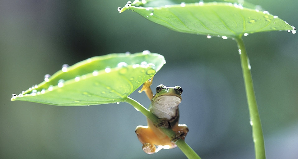 二十四节气之立夏 -- Dennis Kirkland/Jaynes &copy; (Bing China)