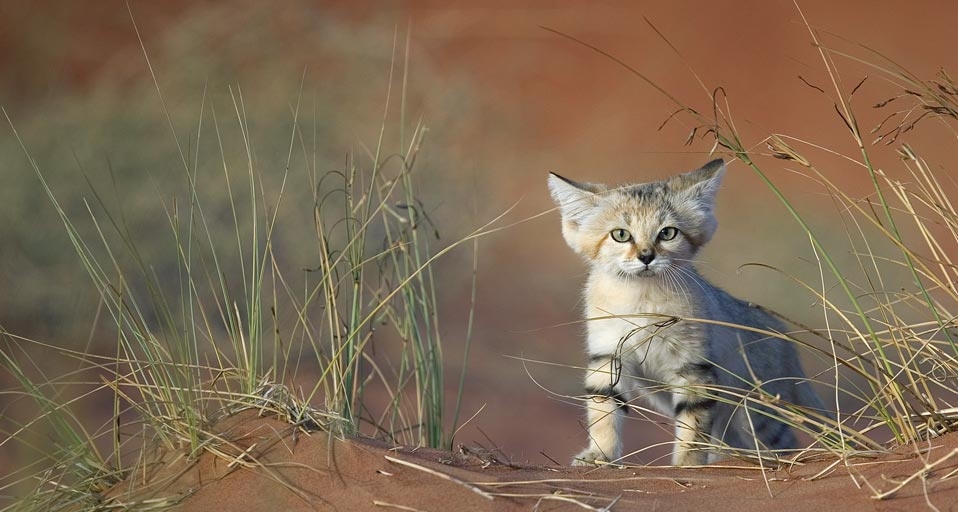 在阿拉伯联合酋长国拍摄到的沙猫 -- Xavier Eichaker/Photolibrary &copy; (Bing China)