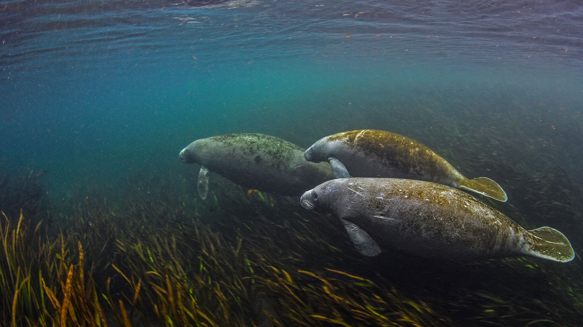 Ichetucknee河的海牛，佛罗里达州 (© Jennifer Adler/Alamy)(Bing China)