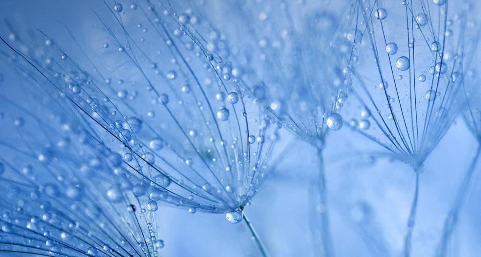 挂着露珠的蒲公英 (© vkimages/E+/Getty Images) &copy; (Bing China)