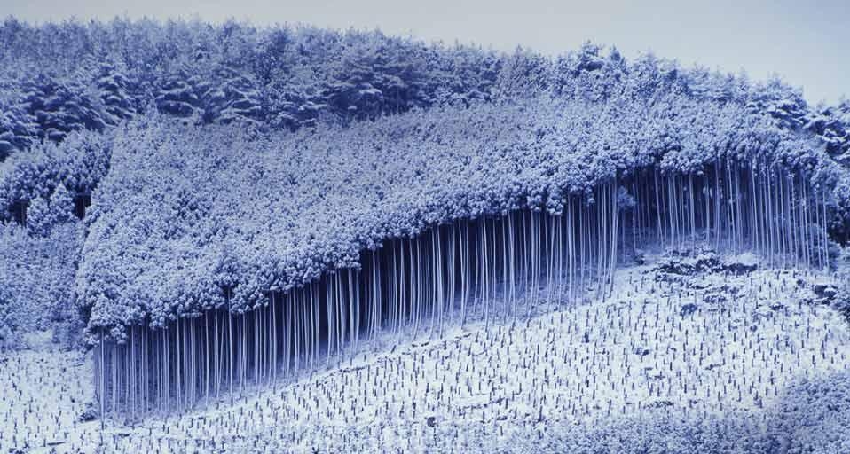 ｢北山の杉林｣京都, 北区 (© Toshitaka Morita/amana images/GettyImages) &copy; (Bing Japan)