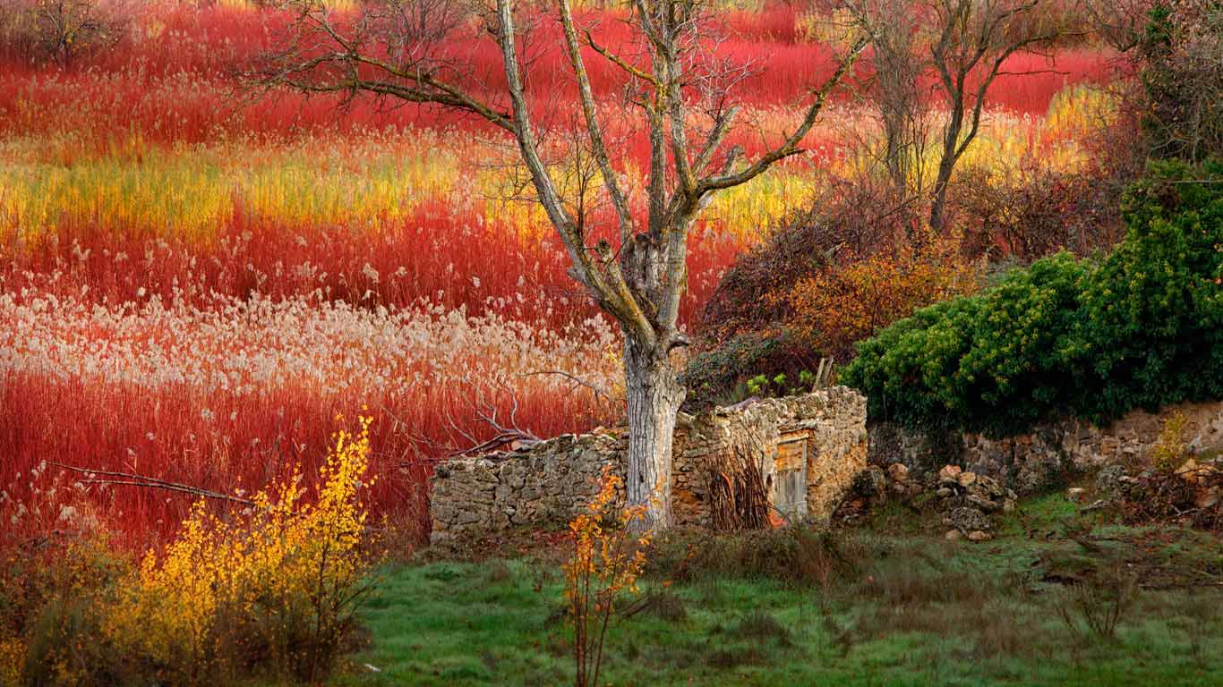 昆卡附近的藤条园圃，西班牙 (© David Santiago Garcia/Aurora Photos)(Bing China)