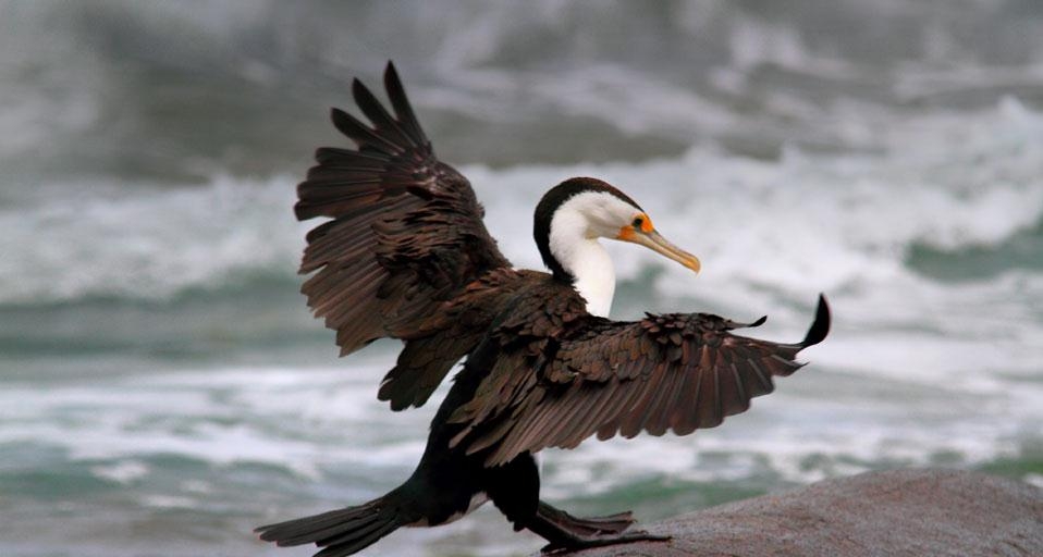 Little Pied Cormorant on rocks near Kings Beach Caloundra (© Glenn Liam Kelly Photography/Getty Images) &copy; (Bing Australia)