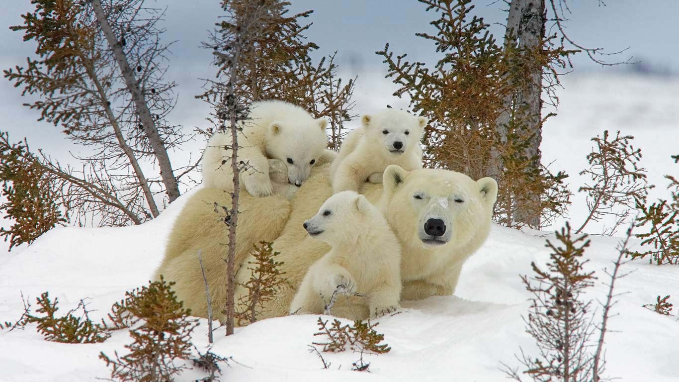 Mama polar bear and cubs in Manitoba’s Wapusk National Park, Canada (© Matthias Breiter/plainpicture)(Bing Canada)