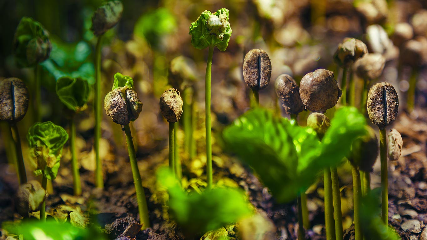 哥斯达黎加的咖啡豆芽 (© Istvan Kadar Photography/Getty Images)(Bing China)