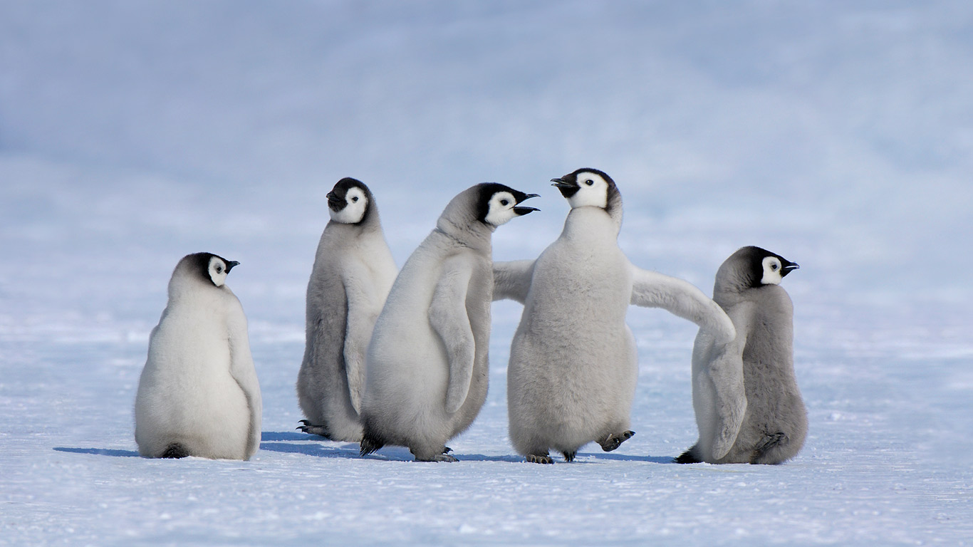 Kaiserpinguin-Küken in der Antarktis (© Jan Vermeer/Minden Pictures)(Bing Deutschland)