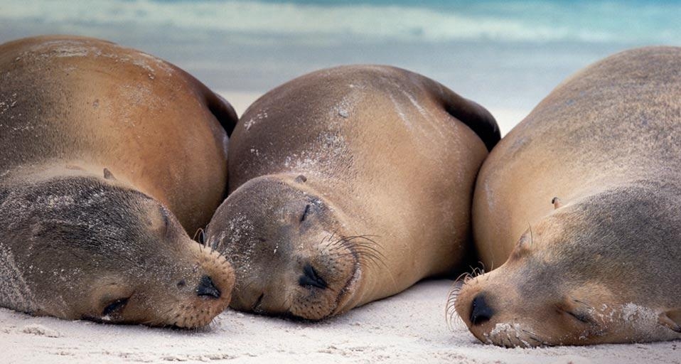 Galápagos sea lions rest on Española Island in the Galápagos Islands, Ecuador (© Michio Hoshino/Getty Images) &copy; (Bing Canada)