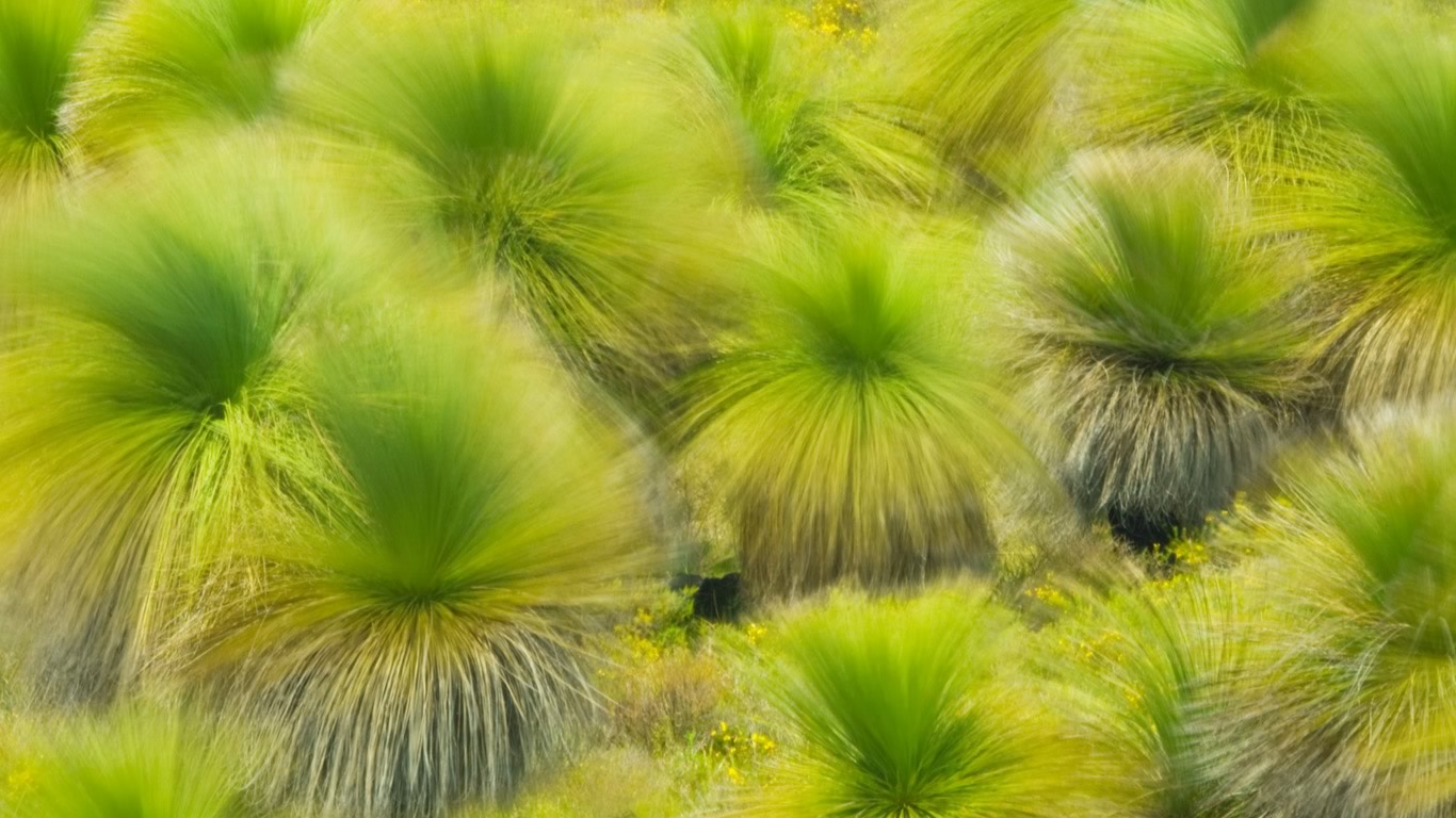 Wind blowing through Balga grass trees near Lancelin, Western Australia (© Frans Lanting/Mint Images/age fotostock)(Bing Australia)