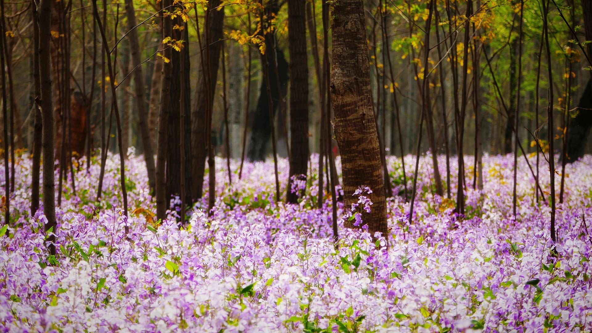 【今日春分】  (© Raymond Shi/EyeEm/Getty Images)(Bing China)