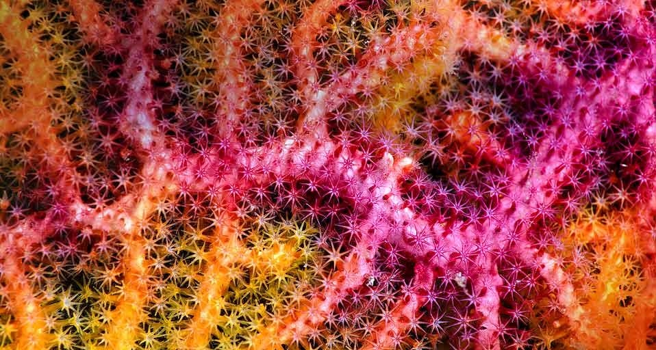 Close-up of a sea fan off Raja Ampat Islands, West Papua, Indonesia (© Matthew Oldfield Underwater Photography/Alamy) &copy; (Bing Canada)
