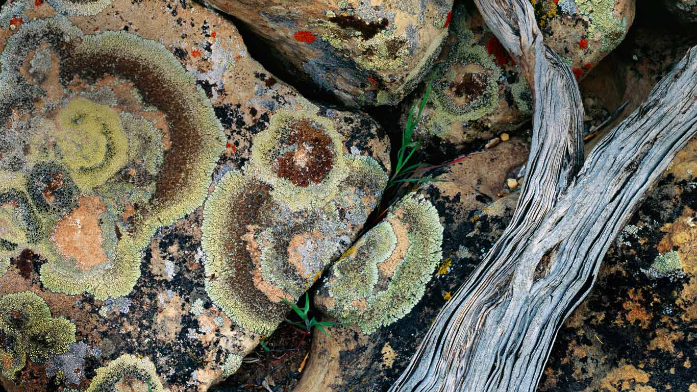 Lichen on rocks, Desolation Canyon, Utah (© Carr Clifton/Minden Pictures)(Bing Canada)